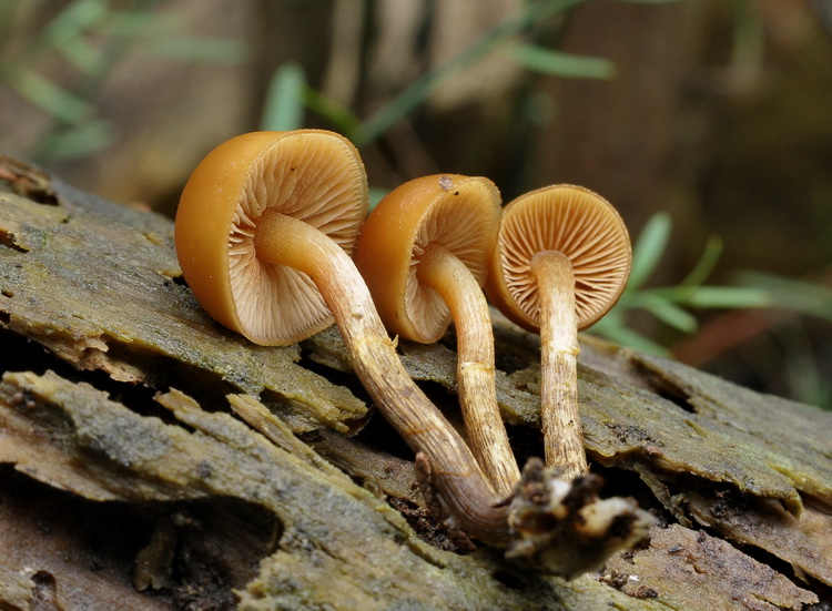 Galerina marginata